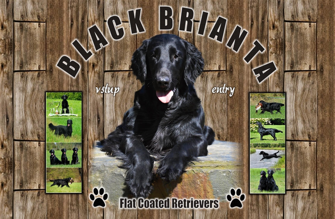 Welcome to BLACK BRIANTA FCR's